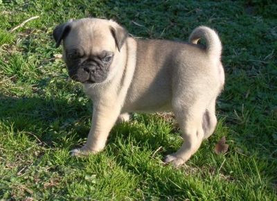 pug puppies 12 weeks old
