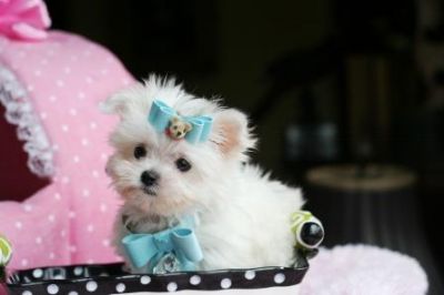 cute and adorable maltse puppies for sale