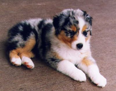 australian shepherd for new homes.