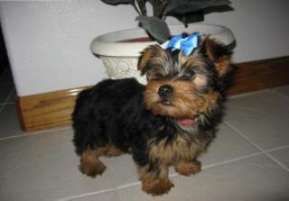 Two gorgeous Yorkie puppies remaining for re-homing, Male and Female.