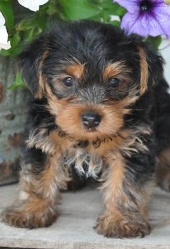 wonderfull yorkie puppies in great nedd of adoption 