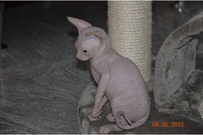 Cute male and female Sphynx kittens for adoption.