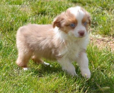 Miniature Australian Shepherd puppies