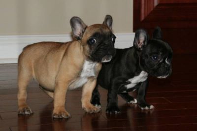 Adorable Great Champion Bloodlines French Bulldog Puppies