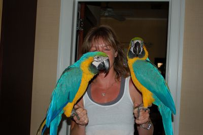 Male and Female Blue and gold macaw for good homes