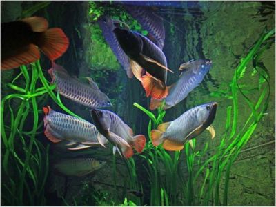Asian SUPER RED, RTG, GOLDEN X BACK AROWANA FISHES