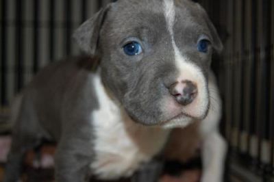 Blue eye American Pit Bull Terrier Puppies