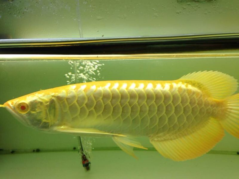 Top quality Grade AAA Asian Arowana fishes for sale