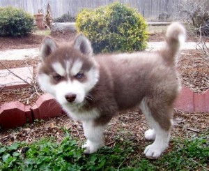 siberian husky puppies for sale