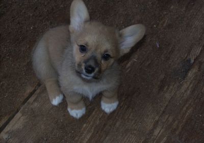 Pembroke Welsh Corgi Puppies For Rehoming!!!!!