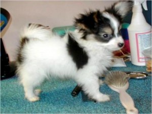 cute papillon puppy