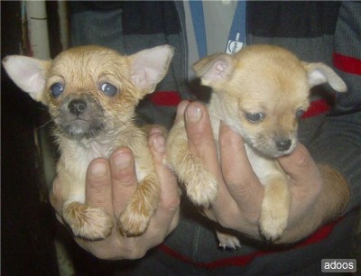 Chihuahua puppies home raised for sale