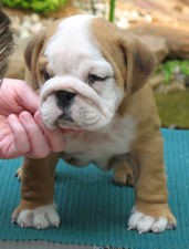 Xmas English Bulldog Puppies available.