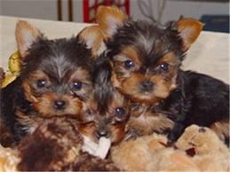 two tiny micro teacup yorkie puppies available