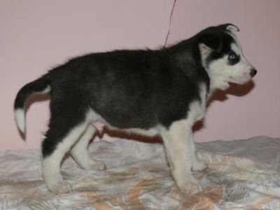 Bo-Diddley - Siberian Husky puppy for sale