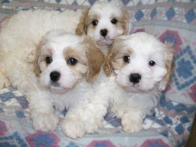 Cavachon Puppies For Sale Now