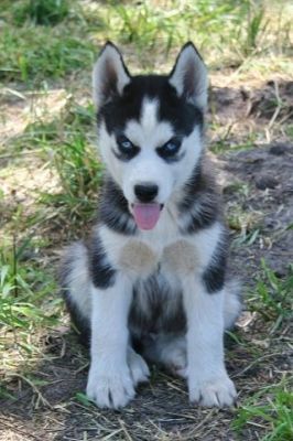 Siberian Husky puppies for free adoption