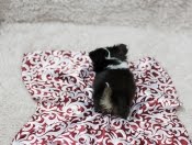cute teacup chihuahua puppies for adoption