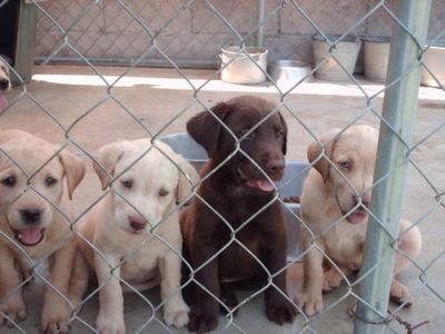 Labrador pups - $400