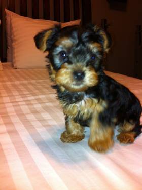 lovely male teacup yorkie to good home