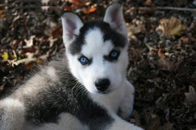 Siberian Husky male puppies