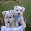 Healthy Male and Female Miniature Schnauzer Puppies for Adoption
