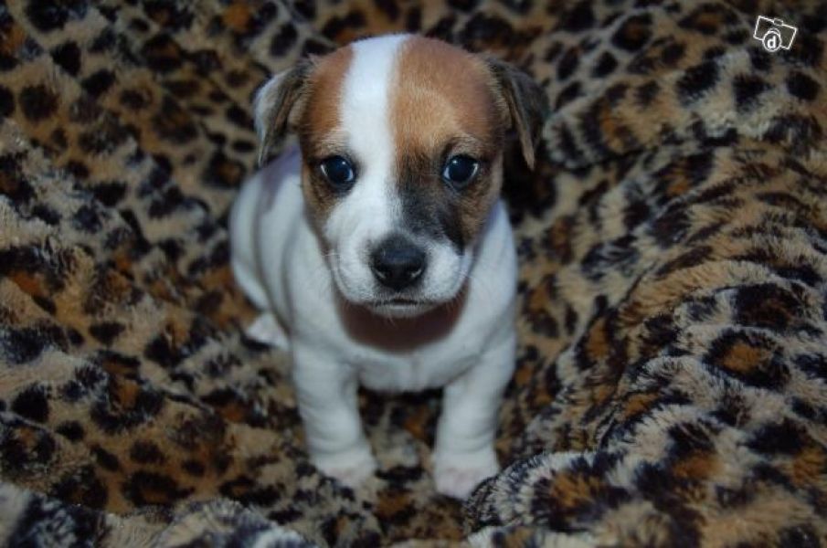 Perfect Jack Russell Terrier puppies for adoption