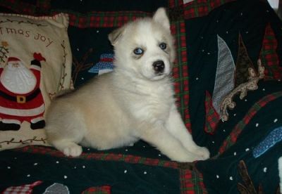 Singing Siberian Husky puppies to load now