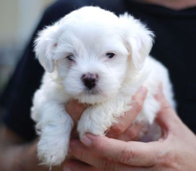 Gorgeous Maltese   Puppies Ready  Now