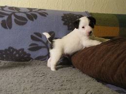 High personality Jack Russell Terrier puppies for adoption .