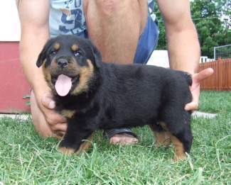 Rottweiler Puppies For Sale