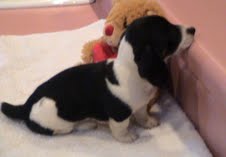  Dachshund Puppies for adoption