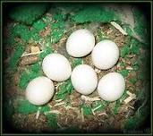 Hyacinth macaws, blue and Gold Macaws ,African Grey and Candle Tested Fertile Parrot Eggs For Sale .