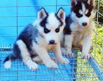 Siberian Husky Puppies for adoption