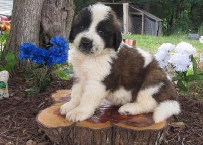 Saint Bernard Puppies For Sale 