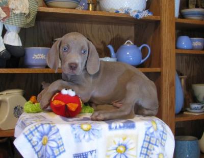Registered/registerable  Weimaraner  puppies  for  adoption