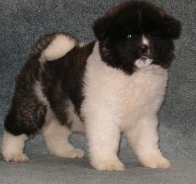 akita  puppies  for  rehoming