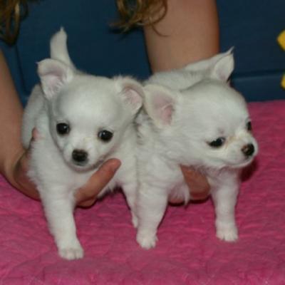 Two white chihuahua puppies    for  adoption