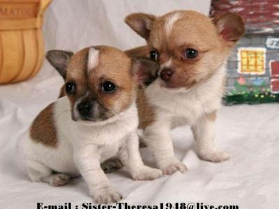 ~~Affectionate Chihuahua Puppies For Sale~~