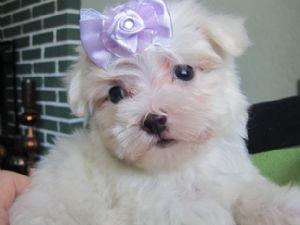 Gorgeous, very tiny maltese puppies, registered,