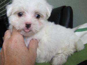 We have three MALTESE puppies for sale 