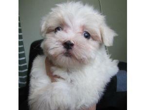 APR Registered male and female Maltese with a happy go lucky attitude