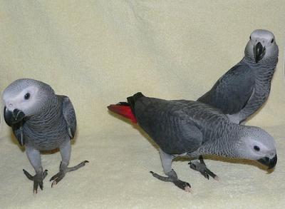 Talking baby African Grey parrots available for sale