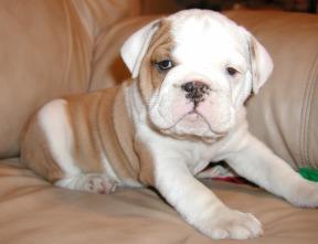 Free English Bulldog Puppies for Adoption