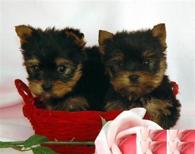 TeaCup Yorkie puppies for sale