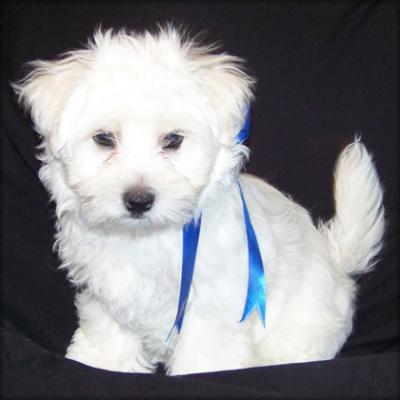 Cute Maltese puppies for adoption