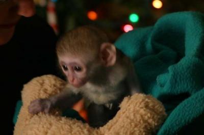 Capuchin monkeys for Adoption.