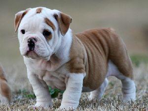 english bull dog for sale (male and female)
