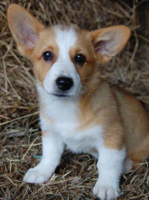 Pembroke Welsh Corgi Puppies for Sale