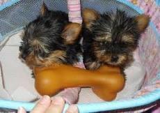 Dream come True Tea Cup Yorkie Puppies for Adoption